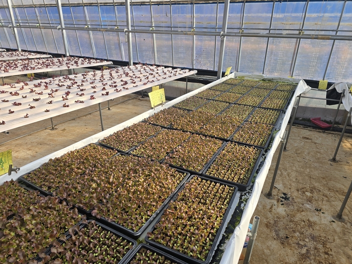 대구 달성군 하빈면 한 상추 비닐하우스에서 모종이 함께 크고 있다. 김현목 기자