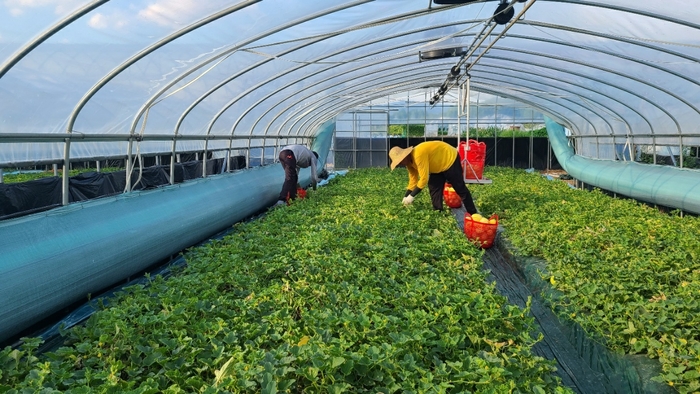 성주참외 출하가 한창이다. 성주 참외는 재배면적이 급증하면서 농민들은 좋은 가격을 받기 위해 연중 출하되고 있다. <성주군 제공>