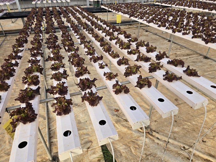 수경재배 방식으로 자라고 있는 상추로 흙을 찾아볼 수 없다. 김현목 기자