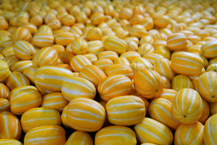 노오란 빛깔에 한 번 반하고 달콤하고 와삭한 맛에 두 번 반한다는 명품 성주참외 <성주군 제공>