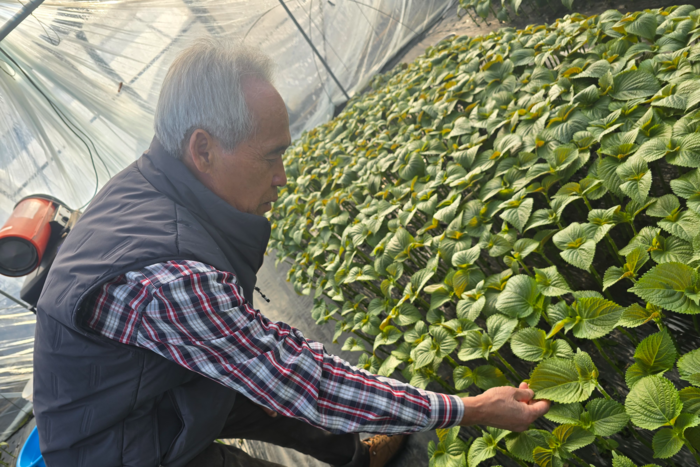 지난 12일 정재웅 대구잎들깨연구회 회장이 대구 수성구 자신의 비닐하우스에서 잎들깨를 살펴보고 있다. 김현목기자
