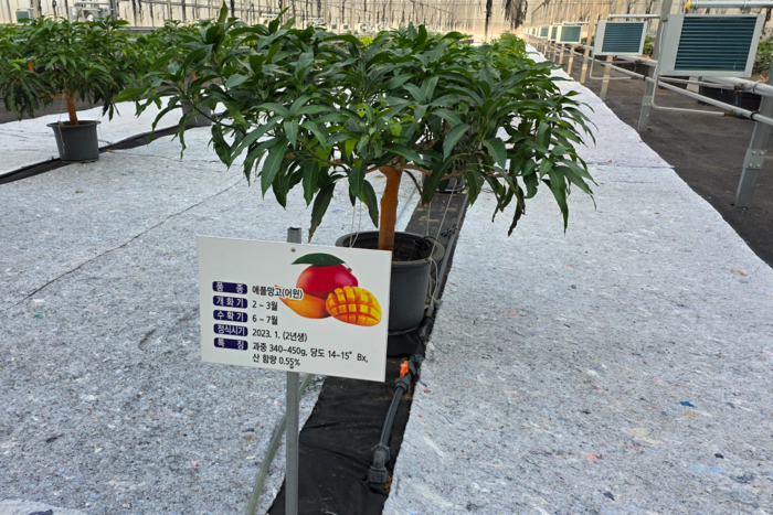 영천시 아열대 스마트팜 단지 내 신재생 온실에 포트재배 중인 애플망고. 정운홍기자