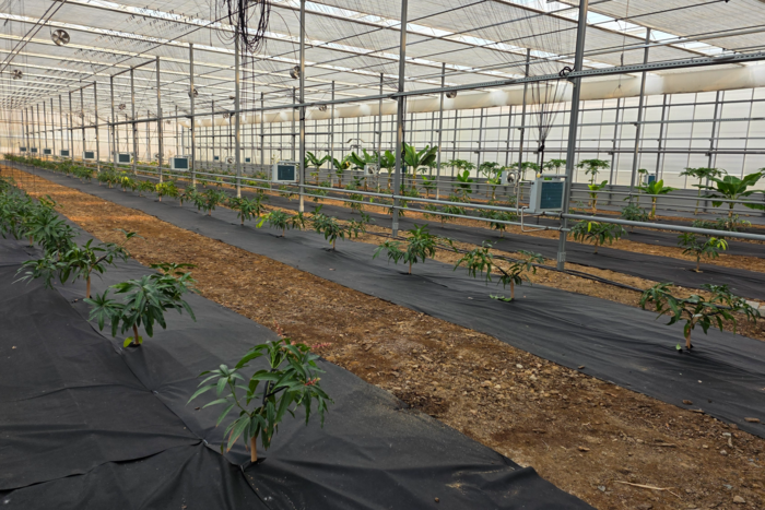 영천시 아열대 스마트팜 단지 내 신재생에너지 온실 노지재배 중인 아열대 작물. 정운홍기자