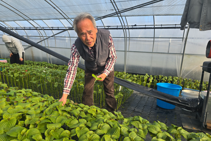 지난 12일 정재웅 대구잎들깨연구회 회장이 대구 수성구 자신의 비닐하우스에서 잎들깨를 따고 있다. 김현목기자