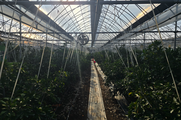 대구 동구 둔산동 비닐하우스에서 아열대 작물이 재배되고 있다. 김현목기자