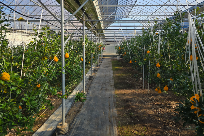 지난 5일 찾은 대구 동구 둔산동 비닐하우스에서 한라봉이 자라고 있다. <김현목기자>