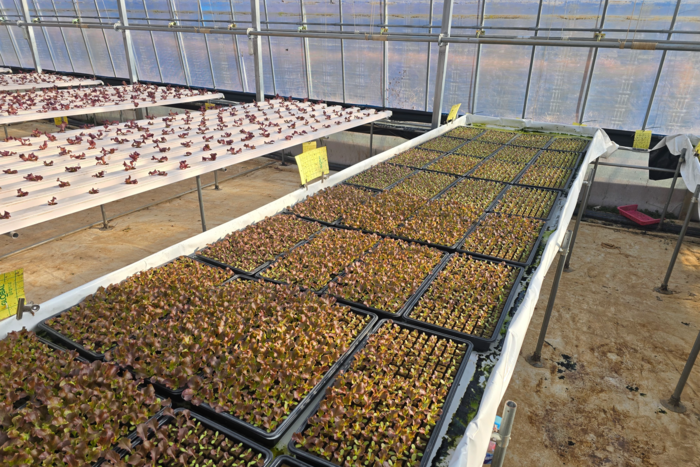 대구 달성군 하빈면 한 상추 비닐하우스에서 모종이 함께 크고 있다. 김현목기자