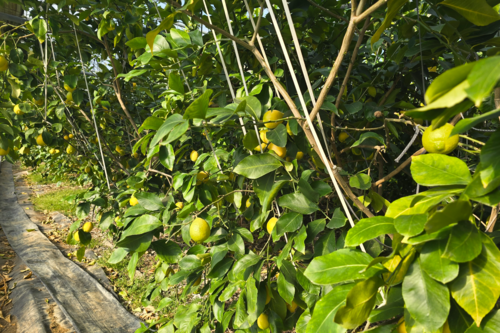 대구 동구 둔산동 비닐하우스에서 재배 중인 레몬. 김현목기자