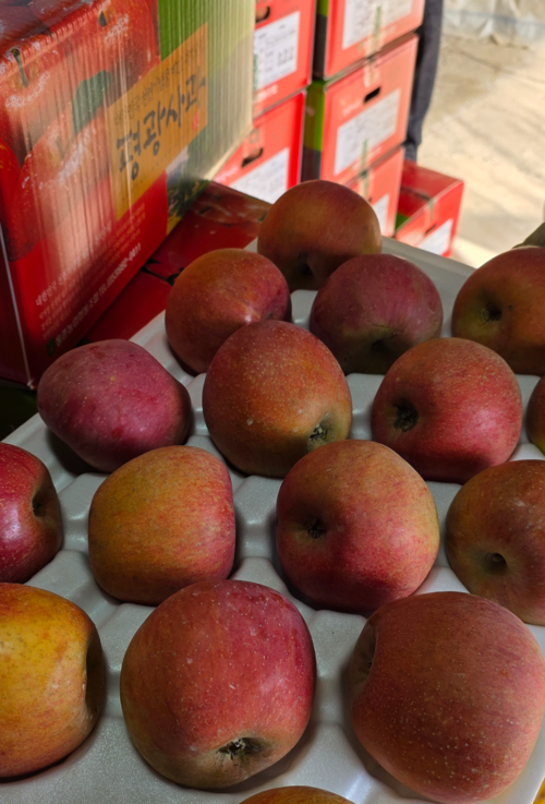 대구 동구 평광마을에서 생산된 사과. 김현목기자