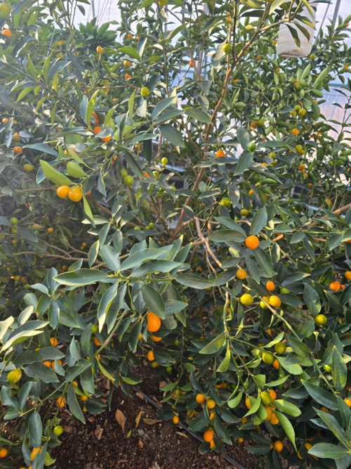 지난 5일 찾은 대구 동구 둔산동 비닐하우스에서 귤이 달려 있는 모습. 김현목기자