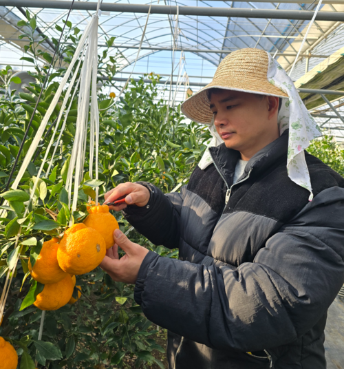 지난 5일 대구 동구 둔산동 아열대 농장에서 만난 손효동 대표가 한라봉을 따고 있다. 김현목 기자