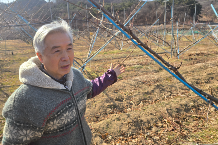 김영훈 씨가 지난 14일 자신의 과수원에서 복숭아나무 관리 원칙을 설명하고 있다. 김현목기자