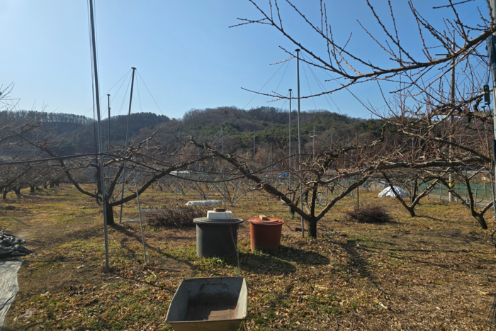 대구 수성구 이천동에 조성된 복숭아 과수원 모습. 김현목기자