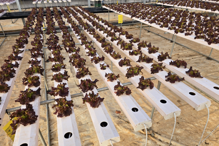 수경재배 방식으로 자라고 있는 상추로 흙을 찾아볼 수 없다. 김현목기자