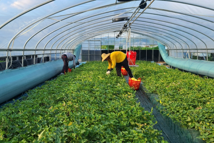 성주참외 출하가 한창이다. 재배면적이 급증하면서 농민들은 좋은 가격을 받기 위해 연중 출하되고 있다.  <성주군 제공>