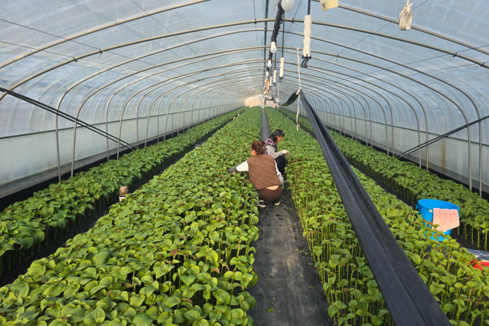 지난 12일 대구 수성구 성동 잎들깨 비닐하우스에서 농민들이 잎들깨를 따고 있다. 김현목기자