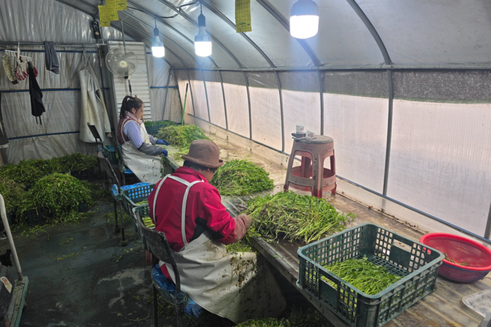 대구 달성군 화원읍 본리리 한 미나리 농가에서 미나리 선별 작업을 하고 있다. 김현목기자
