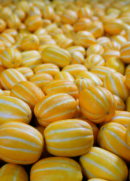 수확한 성주 참외 사진 <성주군 제공>