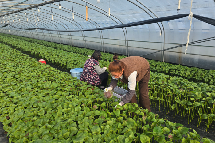 지난 12일 대구 수성구 성동 잎들깨 비닐하우스에서 농민들이 빠른 손놀림으로 잎들깨를 수확하고 있는 모습. 김현목기자