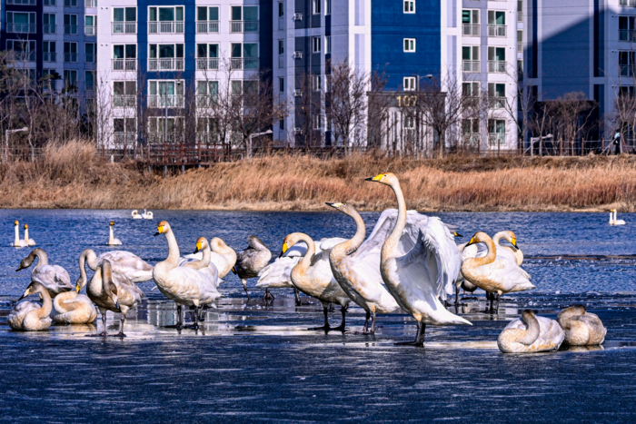 16일 대구 동구 신지에서 천연기념물 큰고니들이 얼음이 남은 저수지 수면 위에 모여 휴식을 취하고 있다. 
이현덕기자 lhd@yeongnam.com