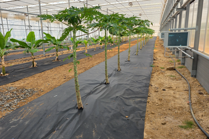영천시 아열대 스마트팜 단지 내 신재생에너지 온실에 재배되고 있는 파파야 묘목. 정운홍기자