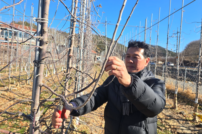 새사과연구회 우희택 회장이 지난 8일 평광마을에서 사과나무 전정 작업을 하고 있다. 김현목기자