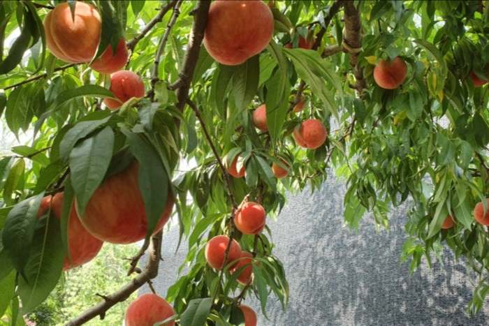 여름 수확기 나무에 달려 있는 복숭아. <류영희씨 제공>