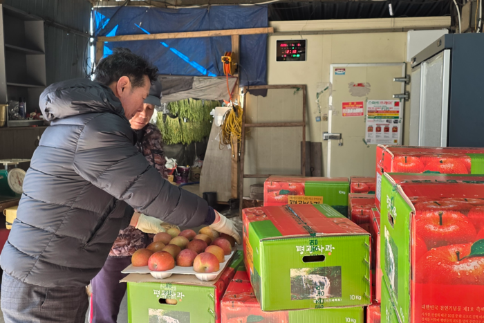 지난 8일 대구 동구 평광마을에서 사과를 포장하고 있는 모습. 김현목기자