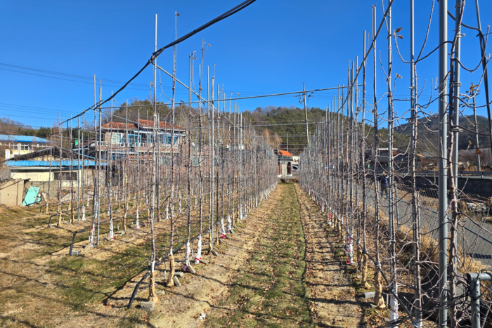 대구 동구 평광마을에 심어진 다축재배식 사과 나무. 김현목기자