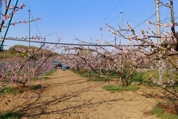 봄에 바라본 대구 수성구 이천동 한 복숭아 농장. <류영희씨 제공>