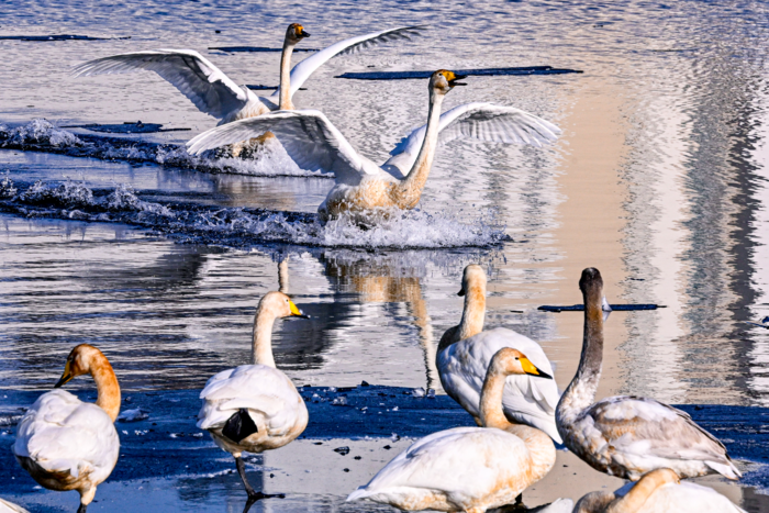 대구 혁신도시 아파트 단지와 맞닿은 도심 인접 공간에 대형 보호종 겨울철새 무리가 집단으로 월동하는 모습이 관찰되면서, 신지가 새로운 큰고니 월동지로 기능할 가능성이 제기되고 있다.
이현덕기자 lhd@yeongnam.com