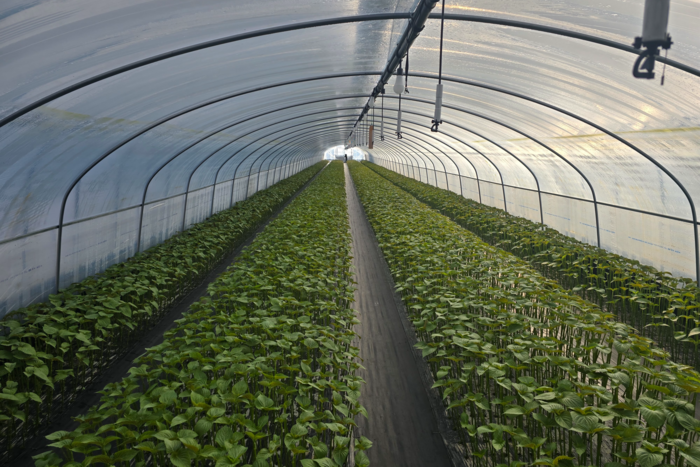 비닐하우스에서 자라고 있는 잎들깨. 김현목기자
