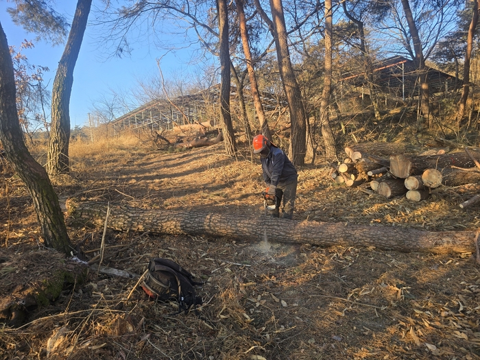 영주시가 소나무재선충병이 발생한 산림에서 감염목과 감염의심목, 고사목 등을 제거하고 있다. 권기웅 기자