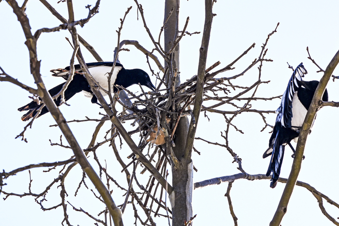 3일 대구 달서구 한 주차장 옆 가로수에서 까치 한 마리가 마른 나뭇가지를 물어 나르며 둥지를 짓고 있다. 입춘을 하루 앞두고 번식기를 준비하는 까치의 분주한 움직임이 도심 속에서도 계절의 변화를 알리고 있다.
이현덕기자 lhd@yeongnam.com 