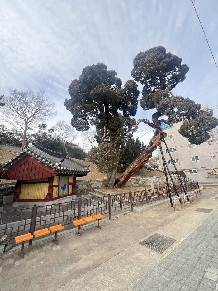 경북 울진군 죽변면 후정리 해변 근처 500년 향나무 전경.<원형래기자>