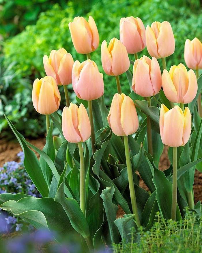 정원·도시 경관용 최신 트렌드 품종 튤립. 상주시 제공