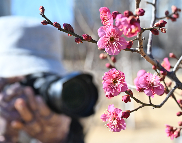 우수(雨水)인 19일 오후 대구 수성구 신천둔치에 있는 홍매화가 꽃망울을 활짝 터트리자 한 사진동호인이 카메라로 예쁜 꽃을 촬영하고 있다. 대구지방기상청 단기예보에 따르면  당분간 낮과 밤의 기온차가 크고, 대기가 매우 건조해 산불 및 화재 유의해야 한다고 했다.
이지용기자 sajahu@yeongnam.com