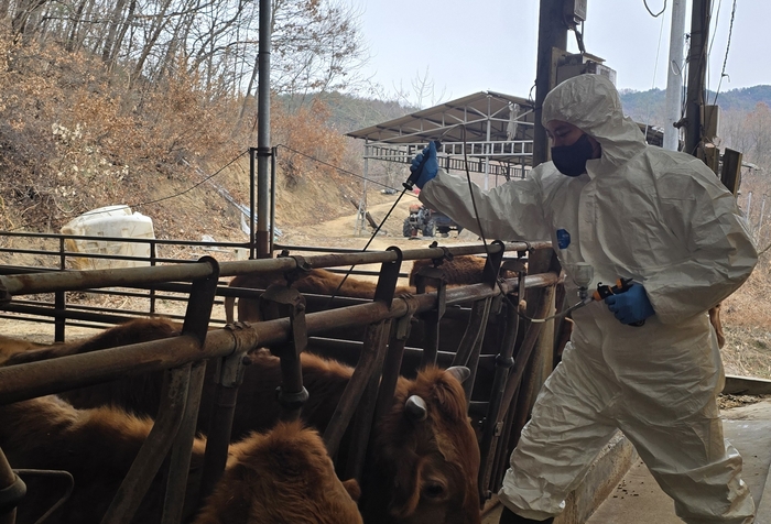 김지섭 구름동물병원 원장이 공수사로서 영주시 장수면 호문리 축산농가에서구제역 백신접종을 하고 있다. 권기웅 기자