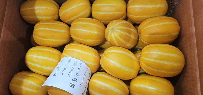 25일 성주참외원예농협으로 출하된 성주참외 <석현철 기자>