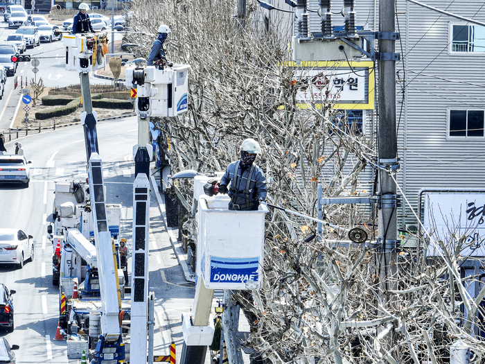 28일 대구 남구 현충로에서 한국전력공사 용역업체 직원들이 전력선과 고압선에 근접한 플라타너스 가지를 정리하는 전지작업을 하고 있다. 한전 전지작업은 전선과 수목의 접촉으로 인한 정전 및 감전 등 전기 사고를 예방하고 안정적인 전력 공급을 유지하기 위해 시행되고 있다.
이현덕기자 lhd@yeongnam.com 