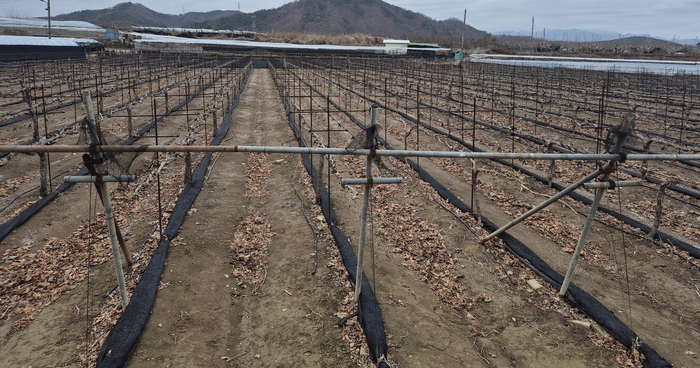 영천시 한 포도 과수원 전경.<유시용 기자>