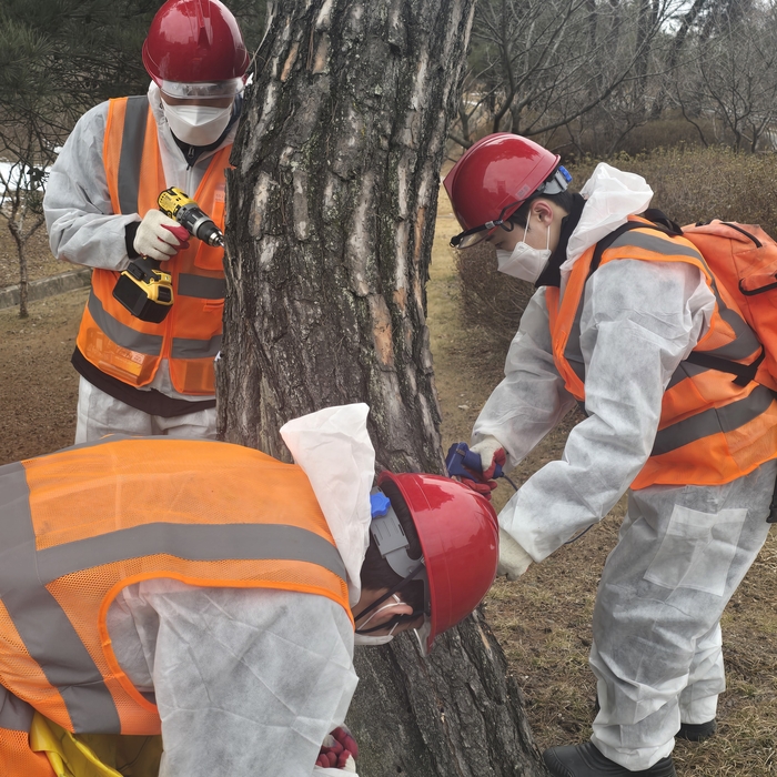 방제 작업자들이 소나무 수간 곳곳에 드릴로 천공을 한 뒤 약제를 주입하고 있다. 권기웅 기자