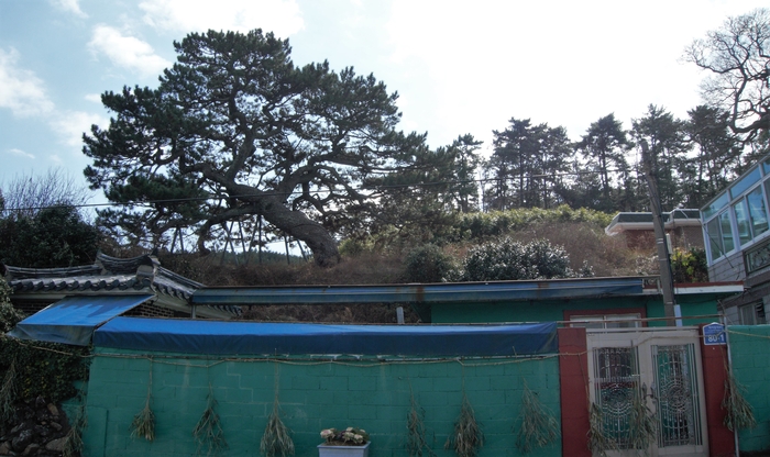 학리 할매 제당. 뒤편 언덕의 큰 소나무와 대문 양 옆의 붉은 기둥이 도드라지고, 초록 담장에 길게 걸린 금줄에 댓가지가 죽죽 매달려 있어 당집이구나 알아본다.