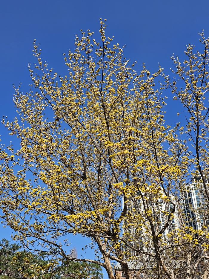 대구 중구 경상감영공원에 있는 산수유나무에 노란 꽃이 활짝 피어 시민들에게 봄을 알리고 있다.