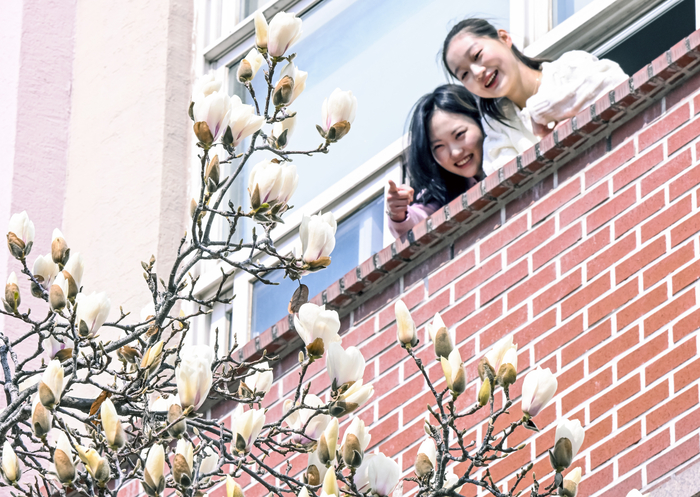 [포토뉴스] 봄기운 머금은 목련, 캠퍼스에 피어나