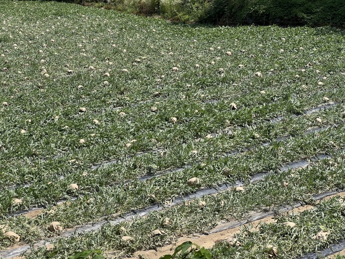 지난해  영주시 문수면 일대 수박밭이 가뭄에 피해를 입었다. 영주시 제공