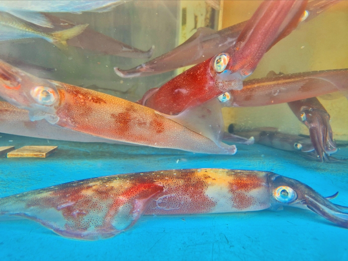 울릉도 오징어. 홍준기 기자