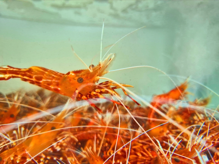 독도 인근 깊은 수심에서 잡힌 독도새우. 홍준기 기자