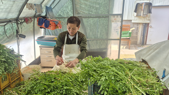 지난 11일 오후 대구 동구 미곡동 논골농원에서 최용희씨가 수확한 미나리를 선별하고 있다. 조윤화 기자