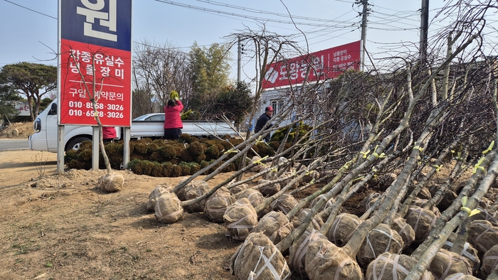경산묘목시장의 한 농원에 출하를 앞둔 사과·복숭아·감·대추 등 유실수 묘목이 빼곡히 놓여 있었다.